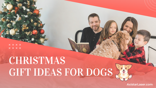 Best Christmas Gift Ideas for Dogs in 2024